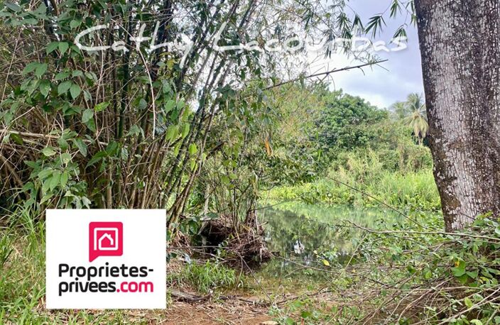 Terrain viabilisé 10000 m2 constructible accès littoral- Pointe Noire -Guadeloupe — photo 5