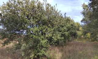 Terrain  7825 m² à vendre à Cairanne (84290)