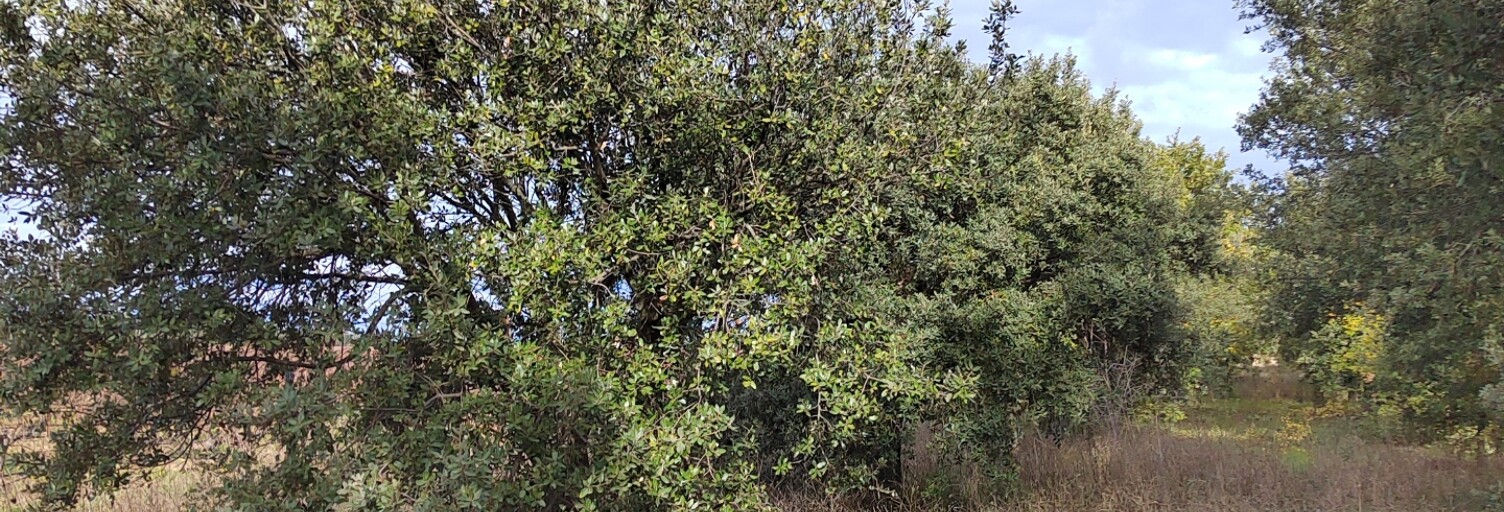 Terrain  7825 m² à vendre à Cairanne (84290)