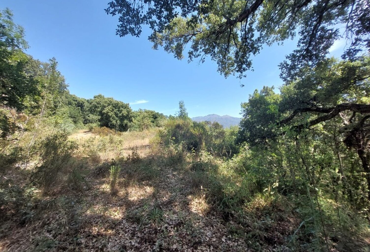 Terrain de loisirs de 2366 m2 à RIVENTOSA (HAUTE CORSE) — photo 1