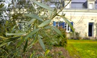 Maison 12 Pièces 303 m² à vendre à Mazé-Milon (49140)