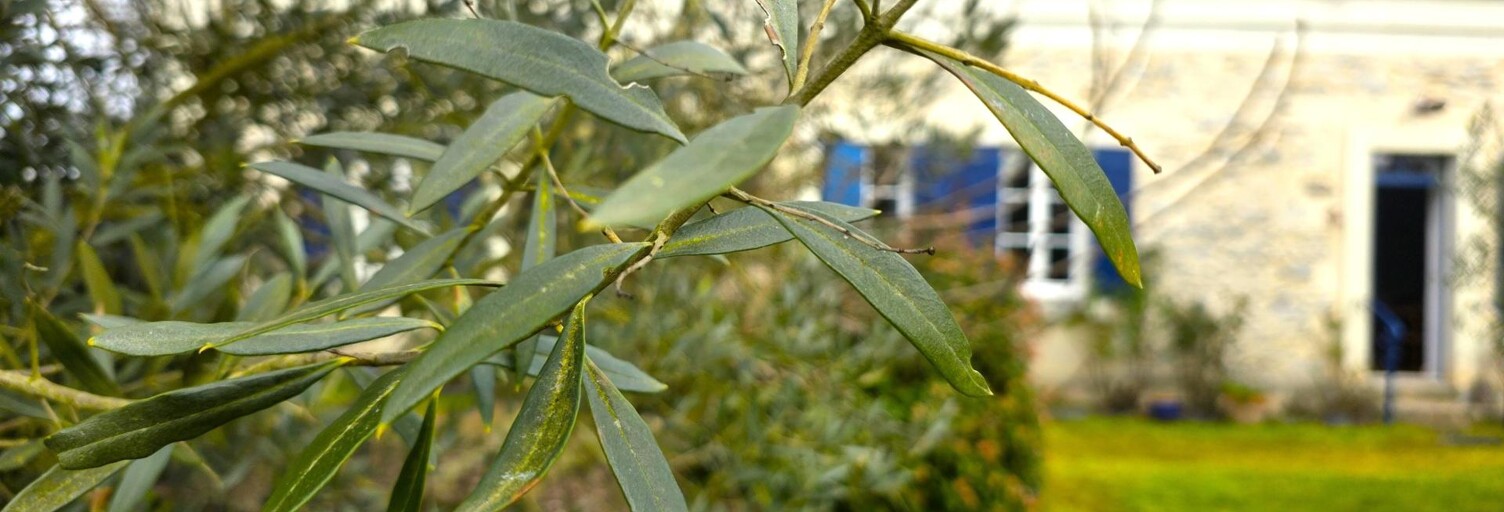 Maison 12 Pièces 303 m² à vendre à Mazé-Milon (49140)