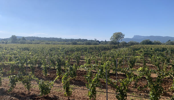 Terrain  à vendre Vidauban 83550