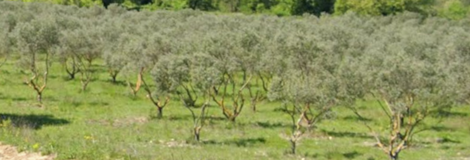Maison 90 m² à construire Rognes (13840)