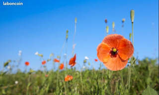 Terrain  800 m² à vendre à Carcans (33121)