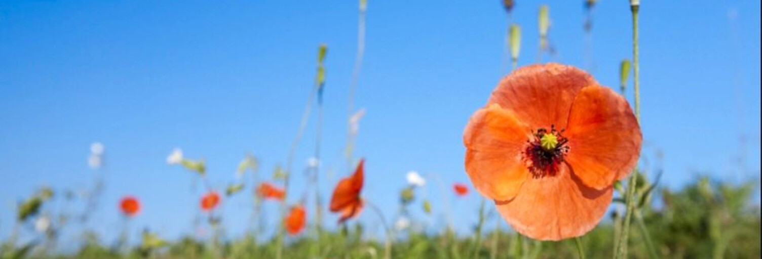 Terrain  800 m² à vendre à Carcans (33121)