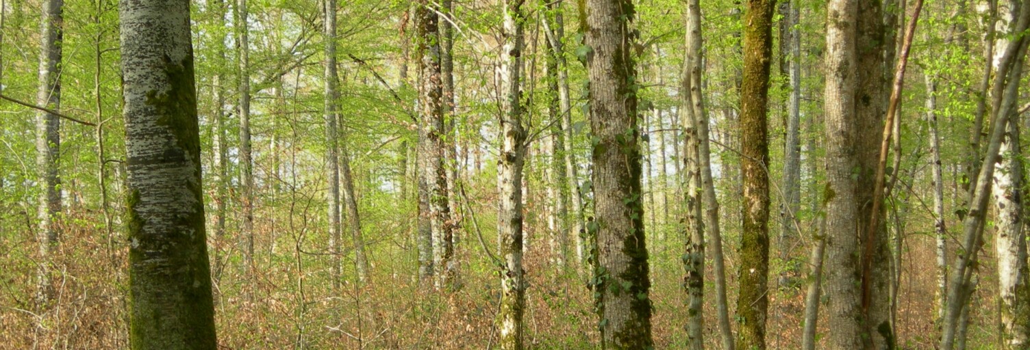 Terrain  3058 m² à vendre à Saint-Germain-de-Grave (33490)