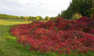 Terrain  323 m² à vendre à Vayres (33870)