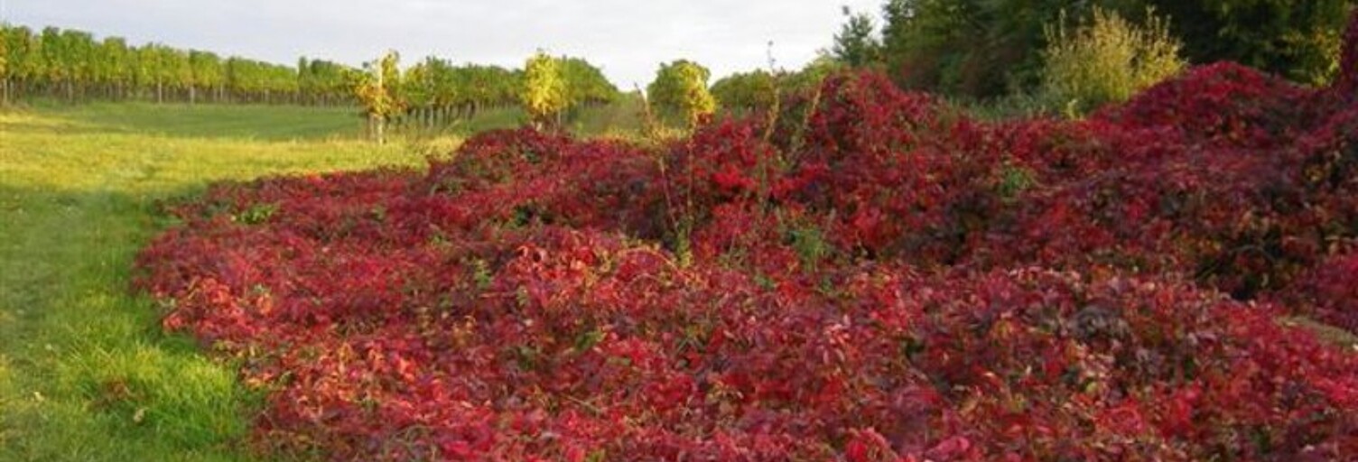 Terrain  323 m² à vendre à Vayres (33870)