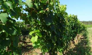 Terrain  2800 m² à vendre à Chagny (71150)