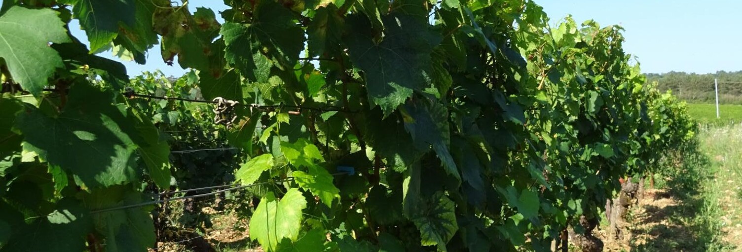 Terrain  2800 m² à vendre à Chagny (71150)