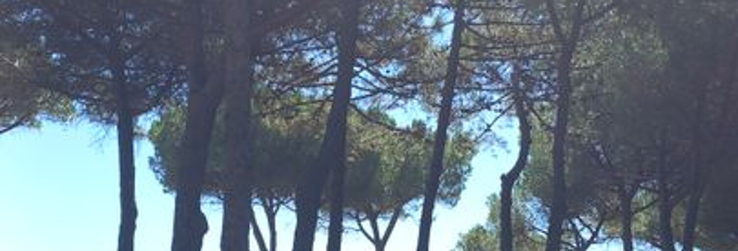 Appartement 2 Pièces 30 m² à louer à Argelès-sur-Mer (66700)