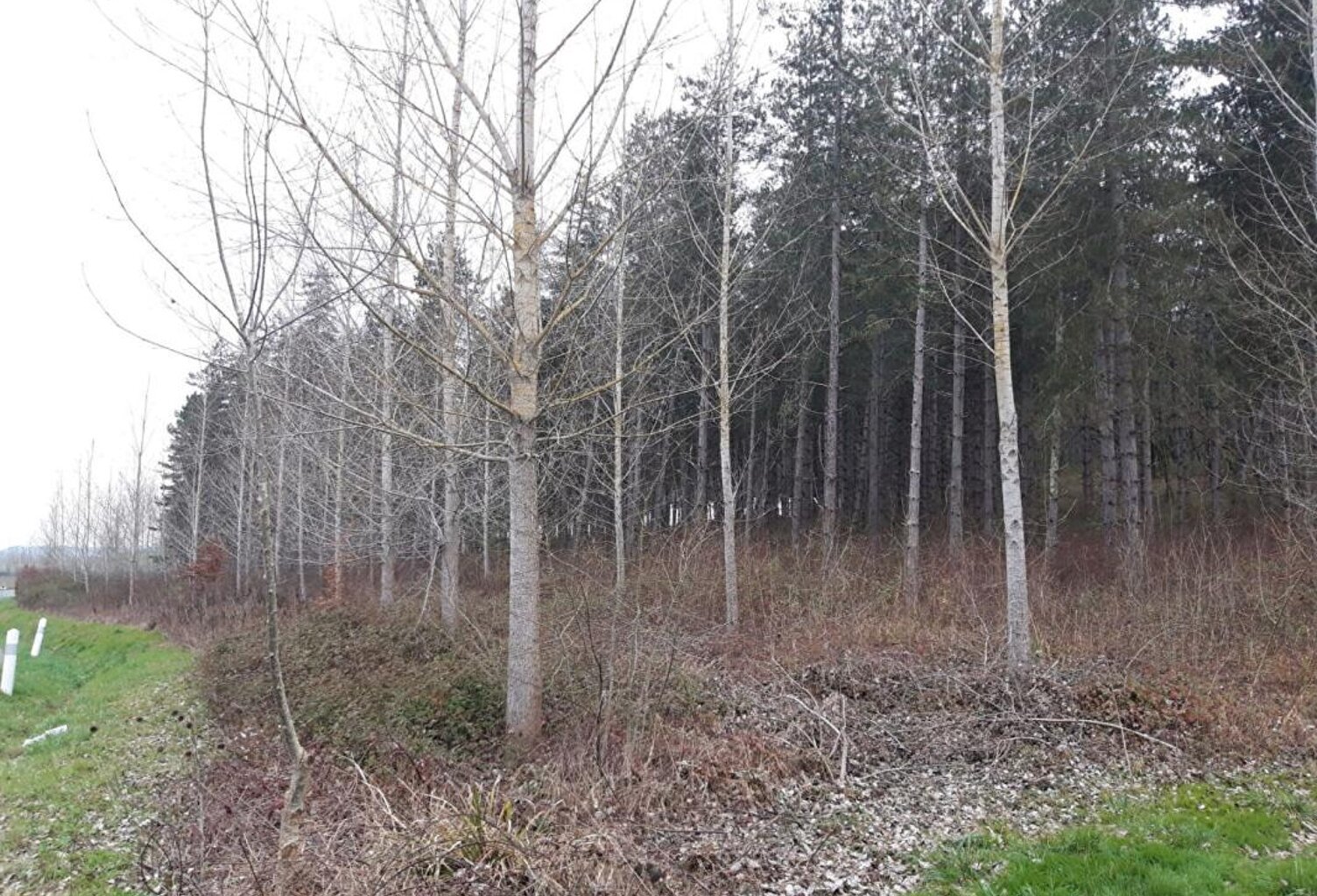 Domaine forestier — photo 1