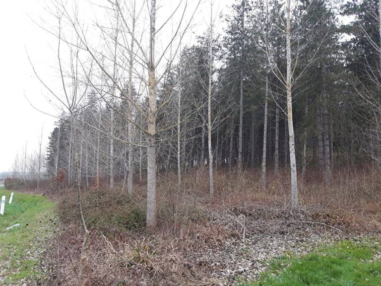 Domaine forestier — photo 1