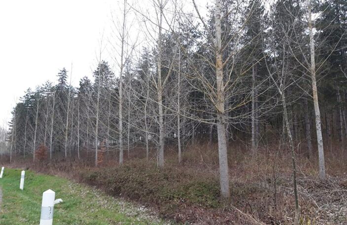 Domaine forestier — photo 2