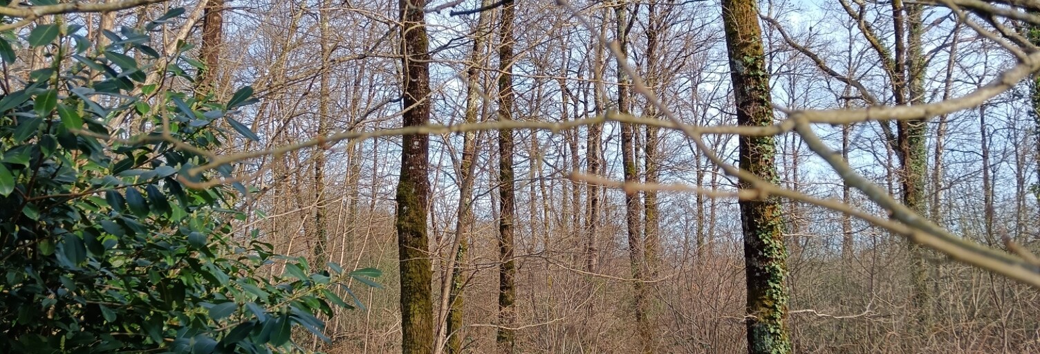 Terrain  24045 m² à vendre à Sainte-Gemme (36500)