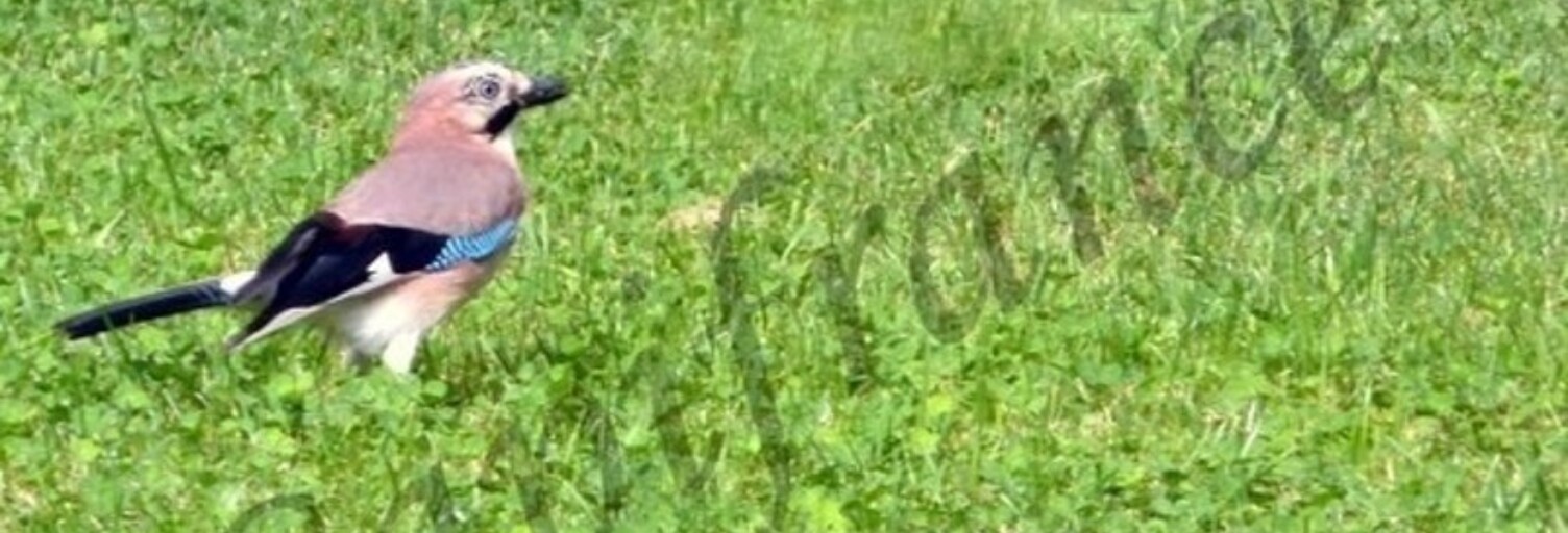 Terrain  387 m² à vendre à Bétheniville (51490)