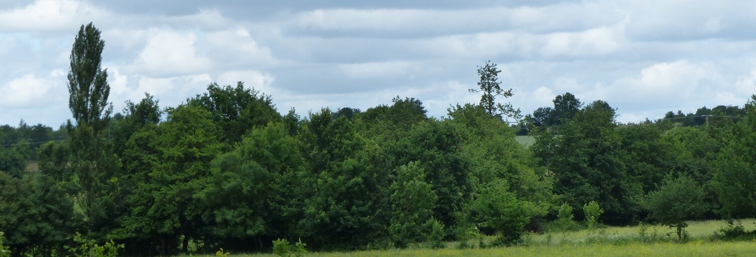 Terrain  7525 m² à vendre à Sainte-Cécile (85110)