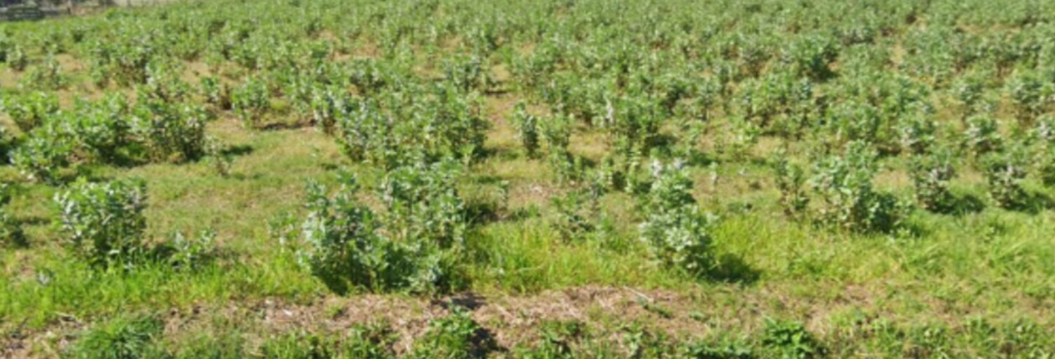 Terrain  844 m² à vendre à Onard (40380)