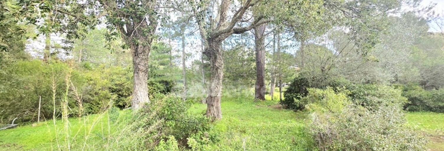 Terrain  1000 m² à vendre à Lecci (20137)