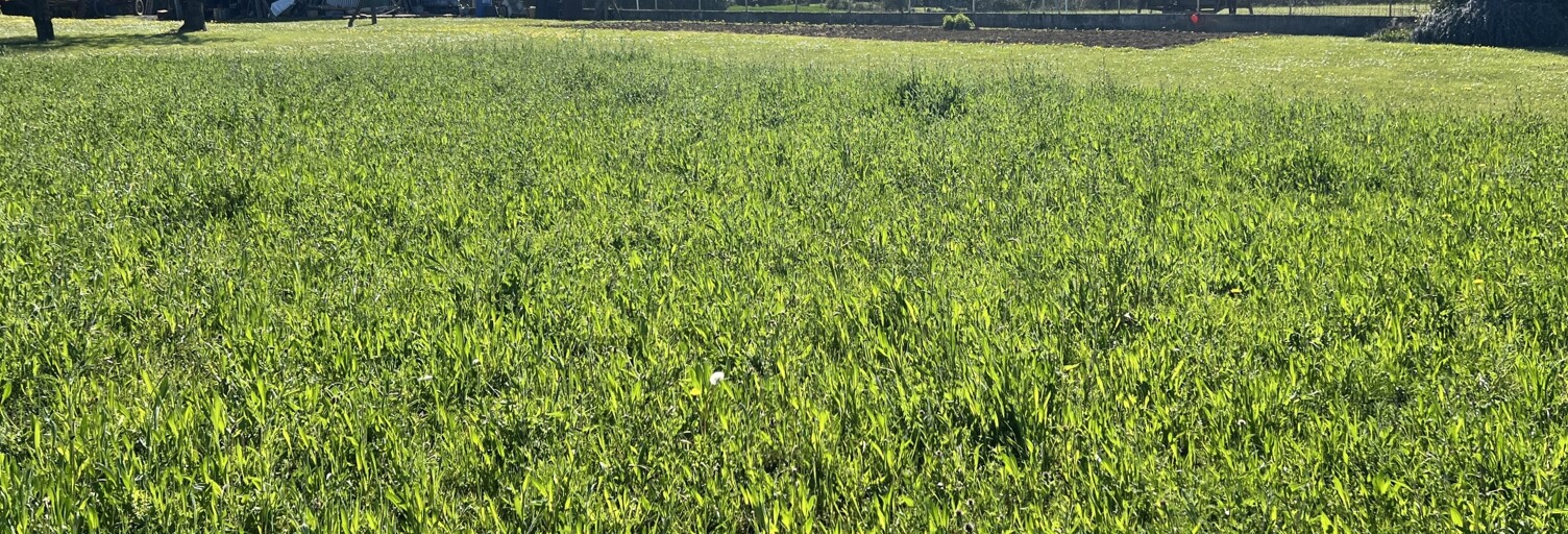 Terrain  1366 m² à vendre à Visker (65200)