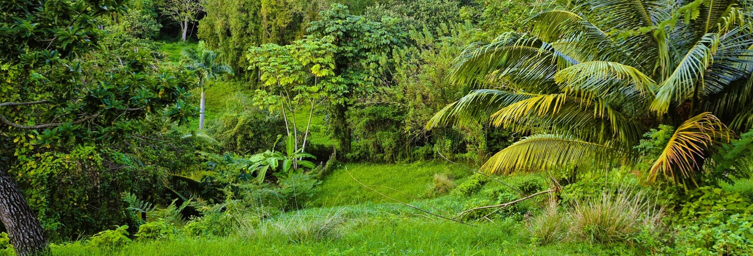 Terrain  1405 m² à vendre à Ducos (97224)