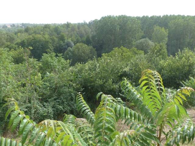 Dpt Deux Sèvres (79), à vendre AVAILLES THOUARSAIS maison P4 — photo du bien