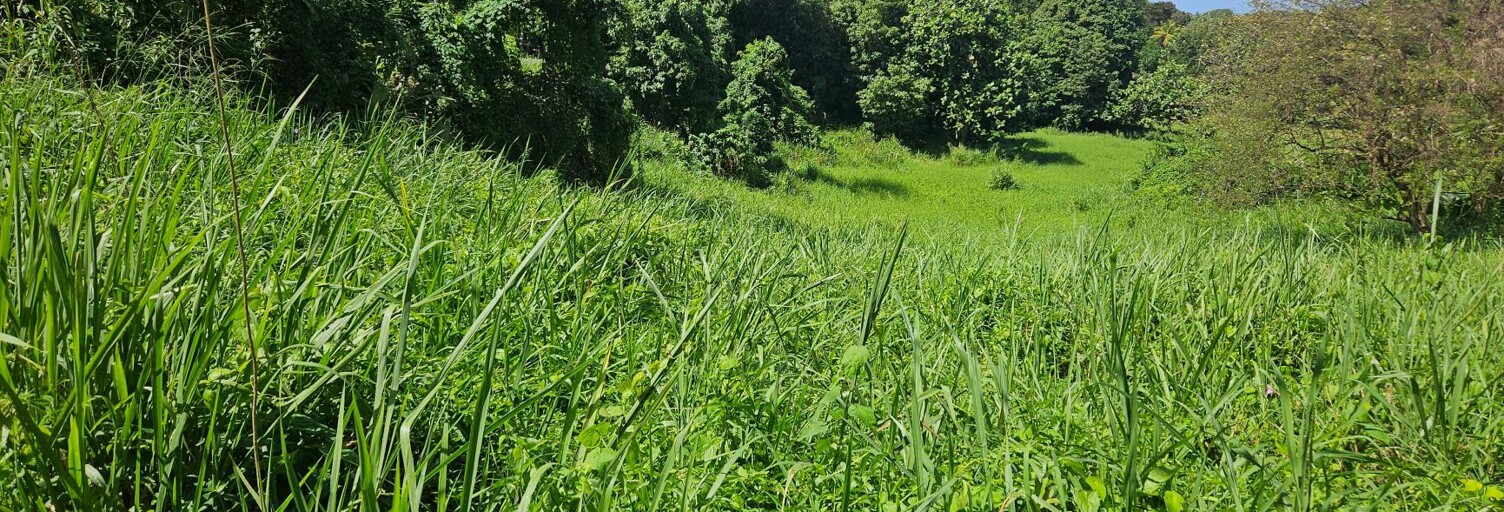 Terrain  915 m² à vendre à Les Abymes (97139)