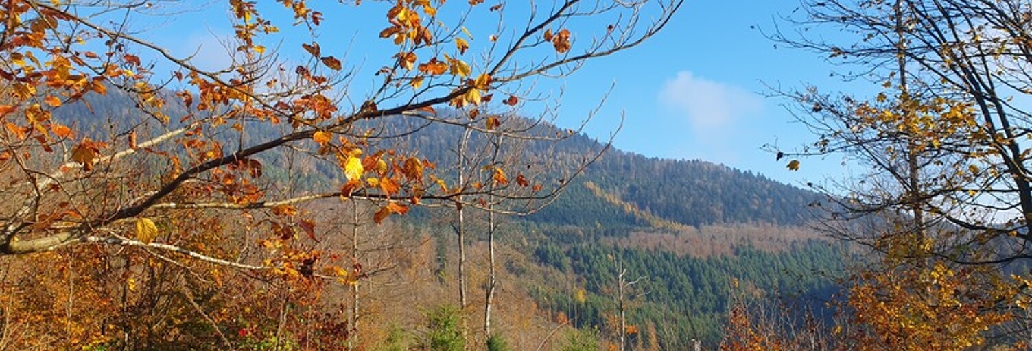 Appartement 2 Pièces 48 m² à vendre à Obernai (67210)