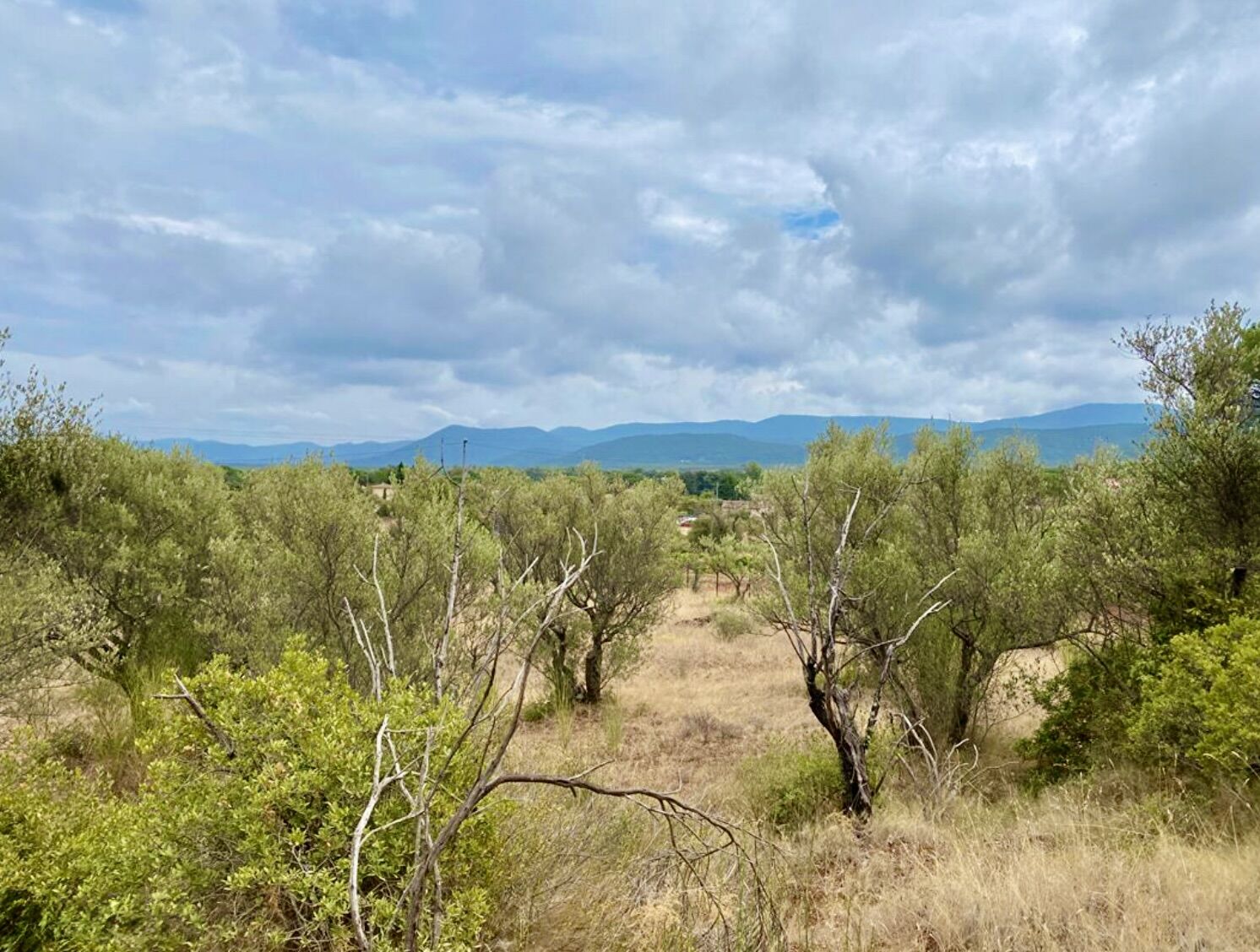 Terrain  à vendre Gonfaron 83590