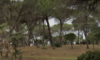 Terrain 503 m² à construire Fréjus (83600)