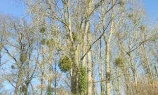 Terrain  5805 m² à vendre à Jublains (53160)