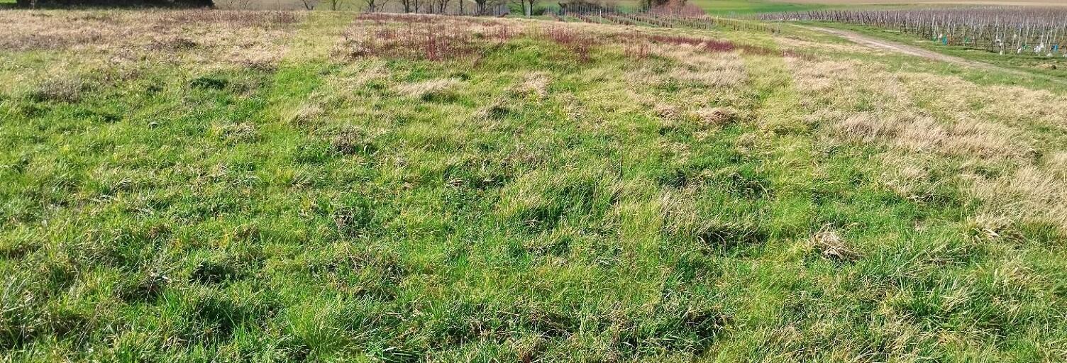 Terrain  2500 m² à vendre à Saint-Maigrin (17520)