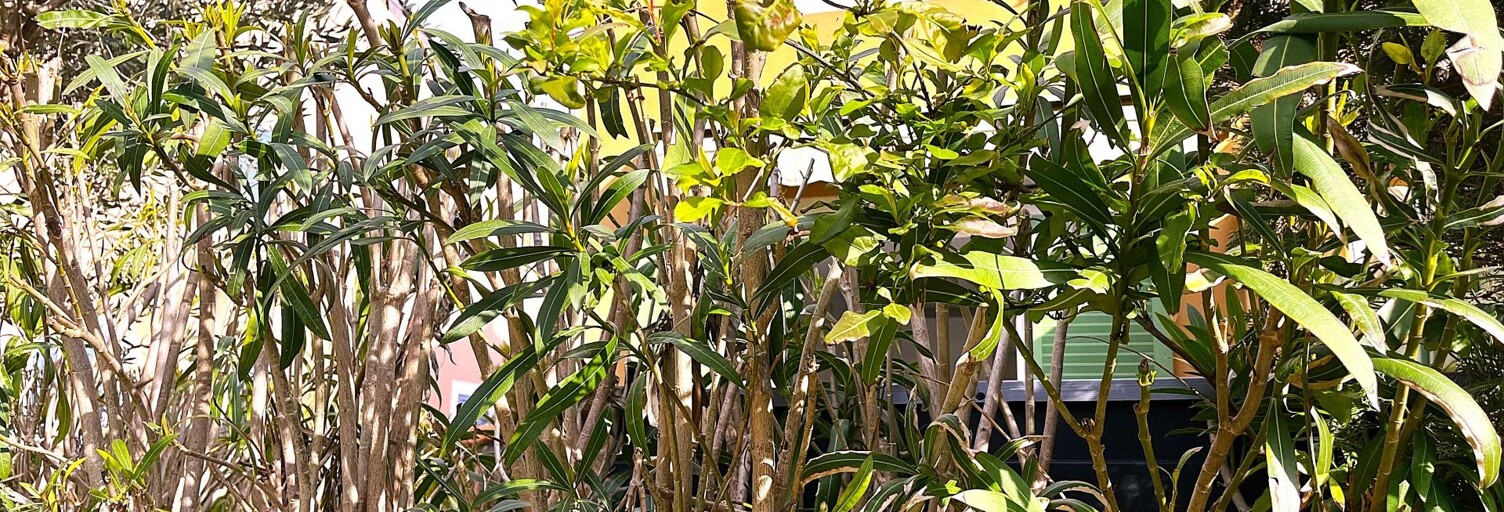 Appartement 3 Pièces 35 m² à vendre à La Londe-les-Maures (83250)