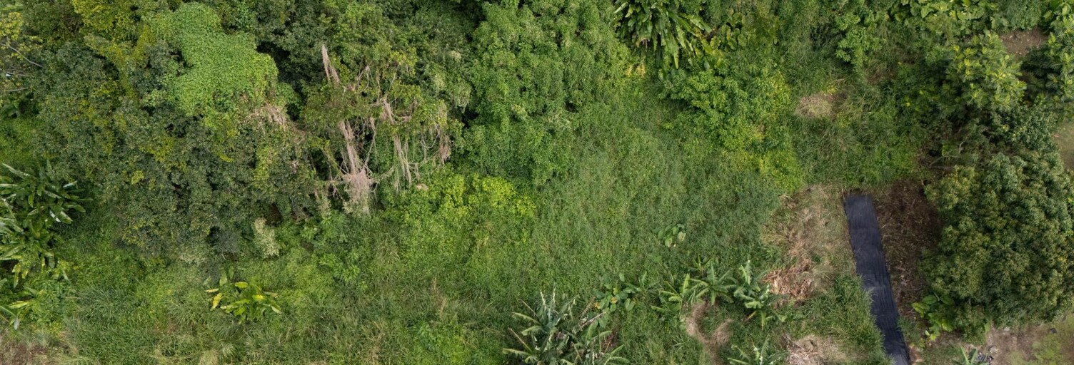 Terrain  1200 m² à vendre à Saint-Claude (97120)