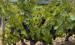 Maison  4500 m² à vendre à Saint-Amour-Bellevue (71570)