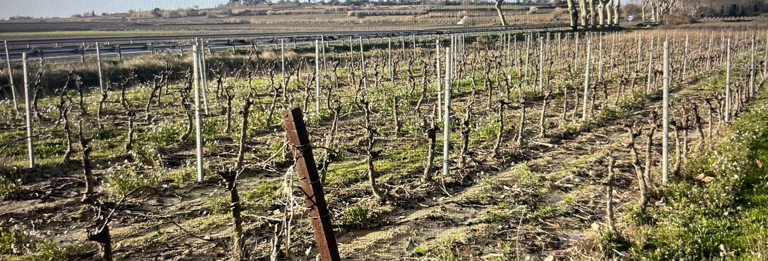 Terrain  41995 m² à vendre à Tourbes (34120)