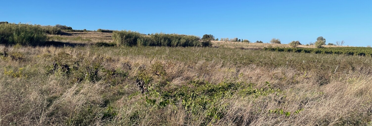 Terrain  3740 m² à vendre à Tourbes (34120)