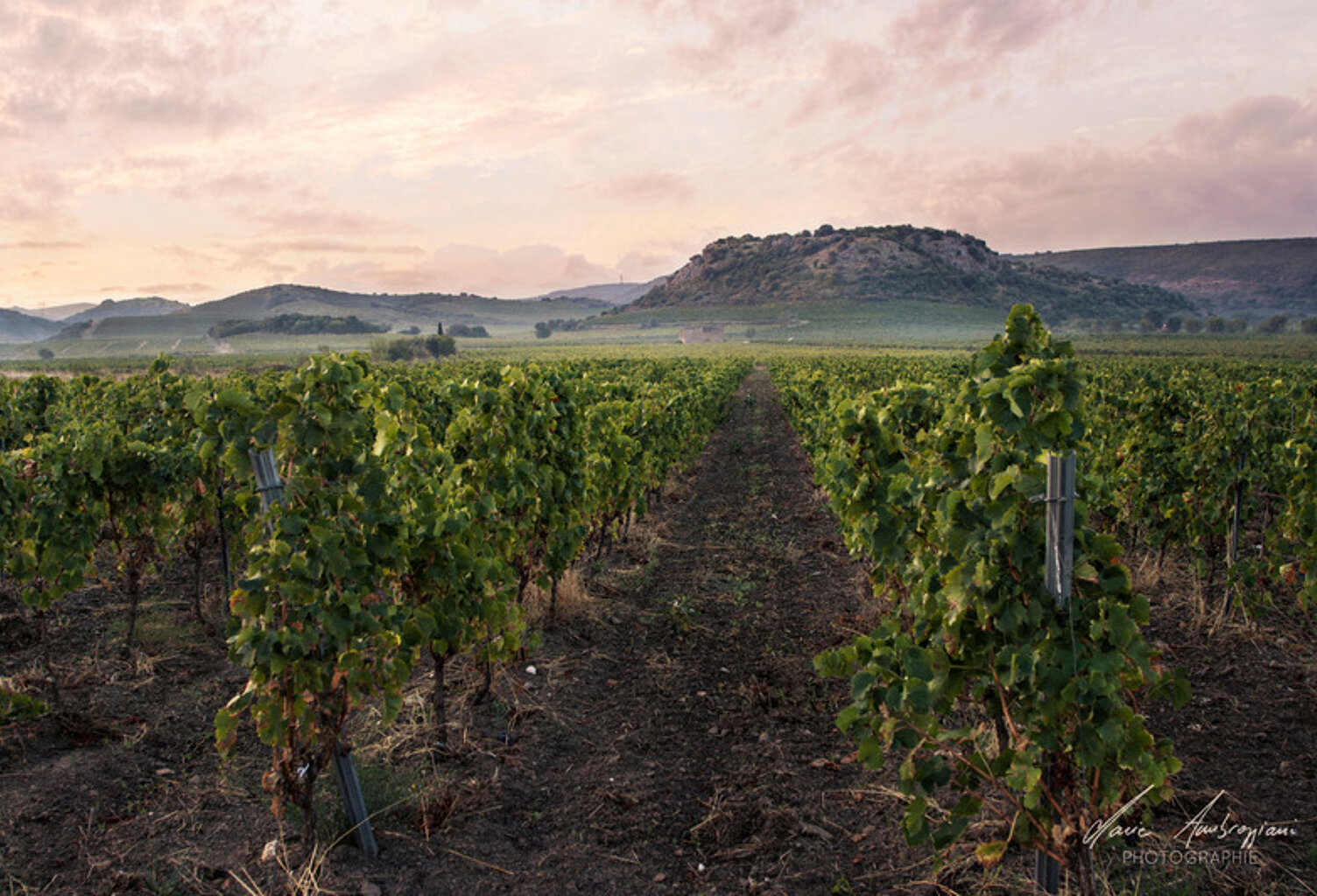 Propriete viticole bio AOP Faugères à vendre  ROQUESSELS (34) 9,8ha de vignes 28ha de landes caves 572m² — photo 1