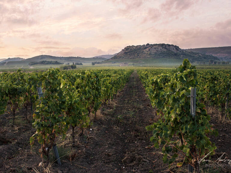 Propriete viticole bio AOP Faugères à vendre  ROQUESSELS (34) 9,8ha de vignes 28ha de landes caves 572m² — photo 1