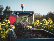 Propriete viticole bio AOP Faugères à vendre  ROQUESSELS (34) 9,8ha de vignes 28ha de landes caves 572m² — photo 2