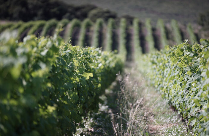 Propriete viticole bio AOP Faugères à vendre  ROQUESSELS (34) 9,8ha de vignes 28ha de landes caves 572m² — photo 5