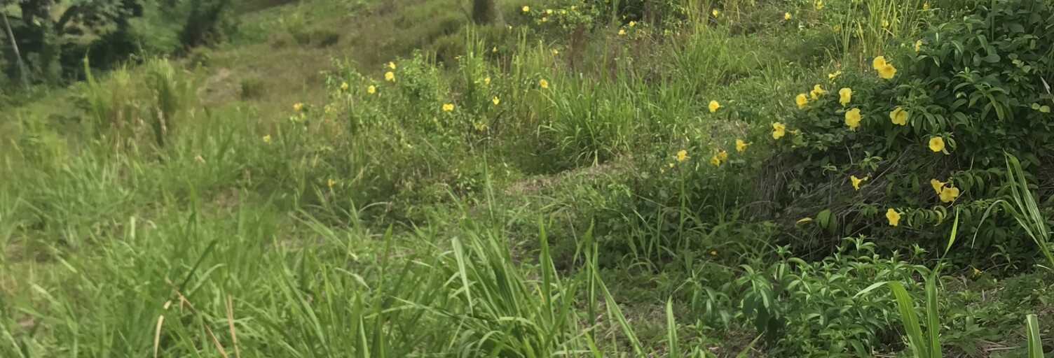 Terrain  1502 m² à vendre à Sainte-Rose (97115)