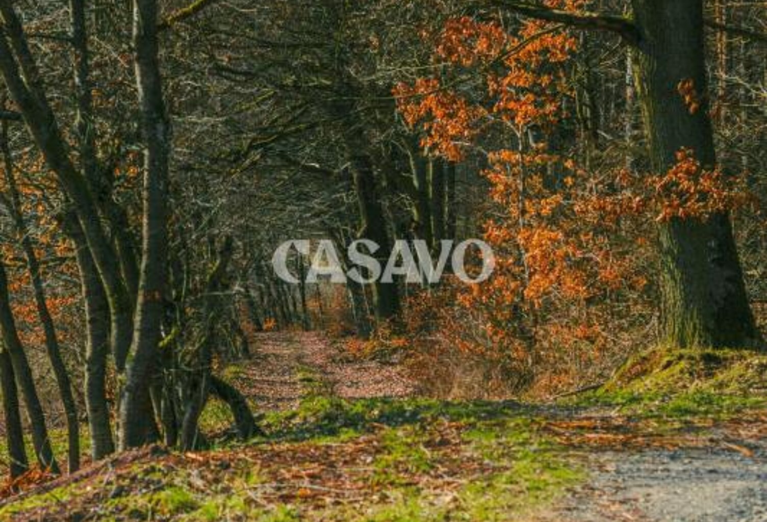 A Sadirac - Terrain de 5.167 m² - Non constructible — photo 1