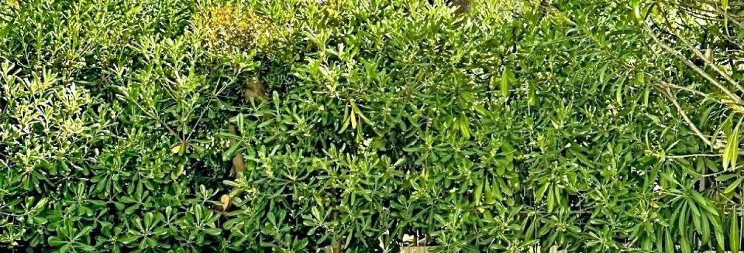 Appartement 2 Pièces 52 m² à vendre à Cassis (13260)