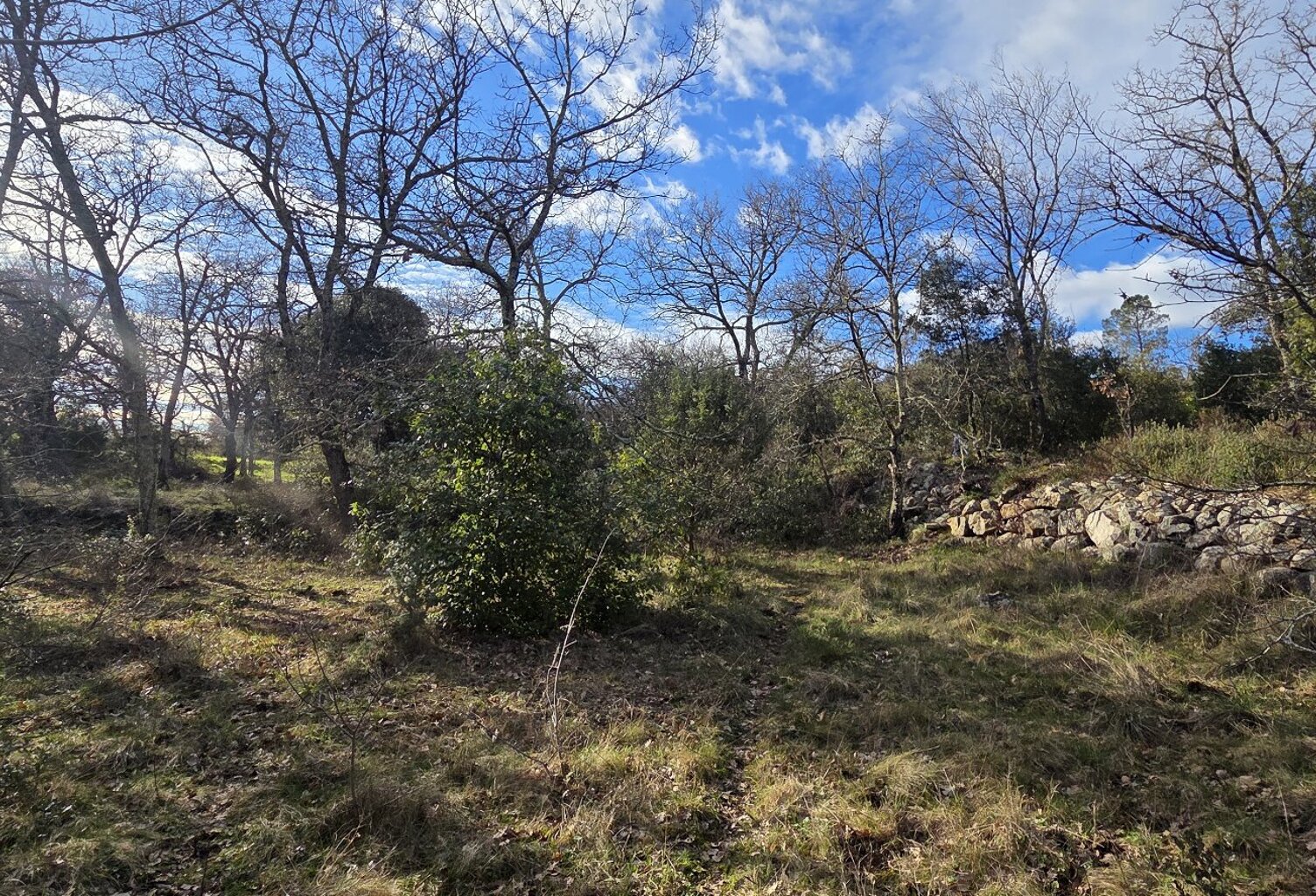 Terrain boisé  forêt — photo 1