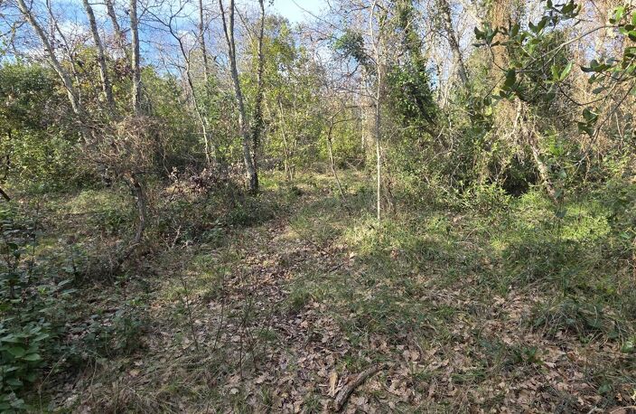 Terrain boisé  forêt — photo 4