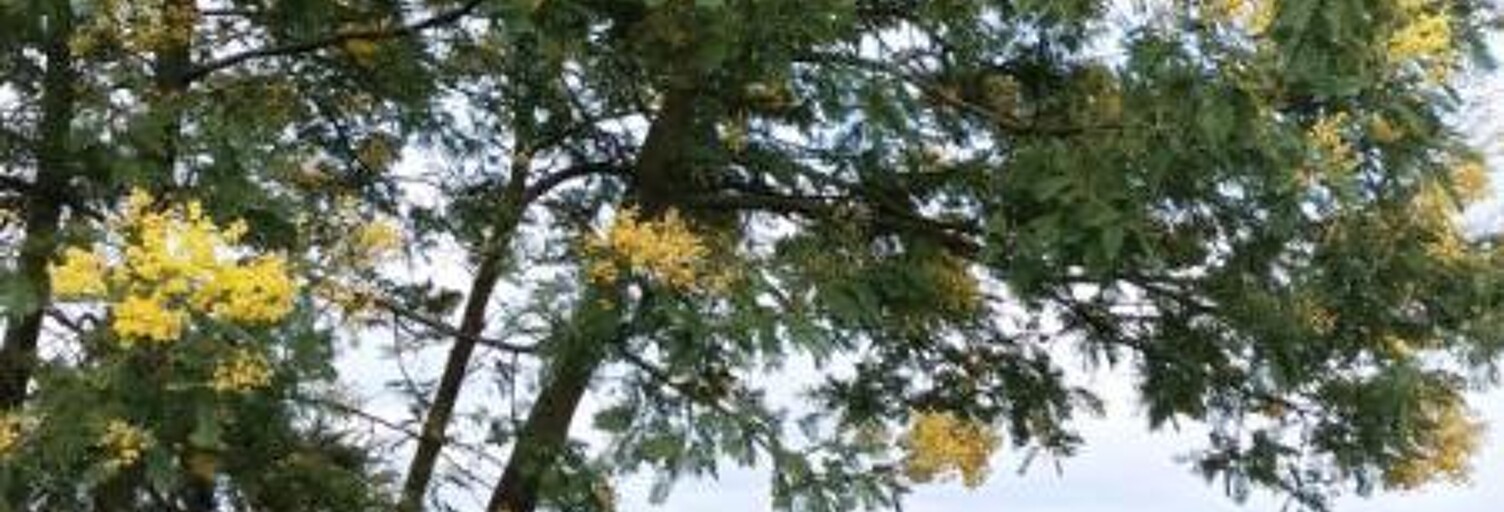 Maison 5 Pièces 73 m² à louer à Saint-Dolay (56130)