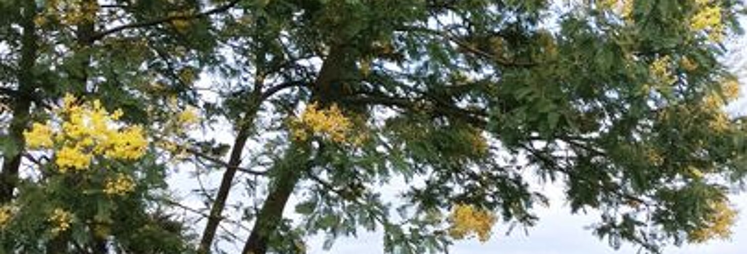 Maison 5 Pièces 73 m² à louer à Saint-Dolay (56130)