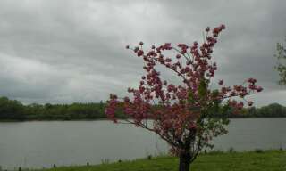 Appartement 1 Pièce 20 m² à louer à Cambes (33880)